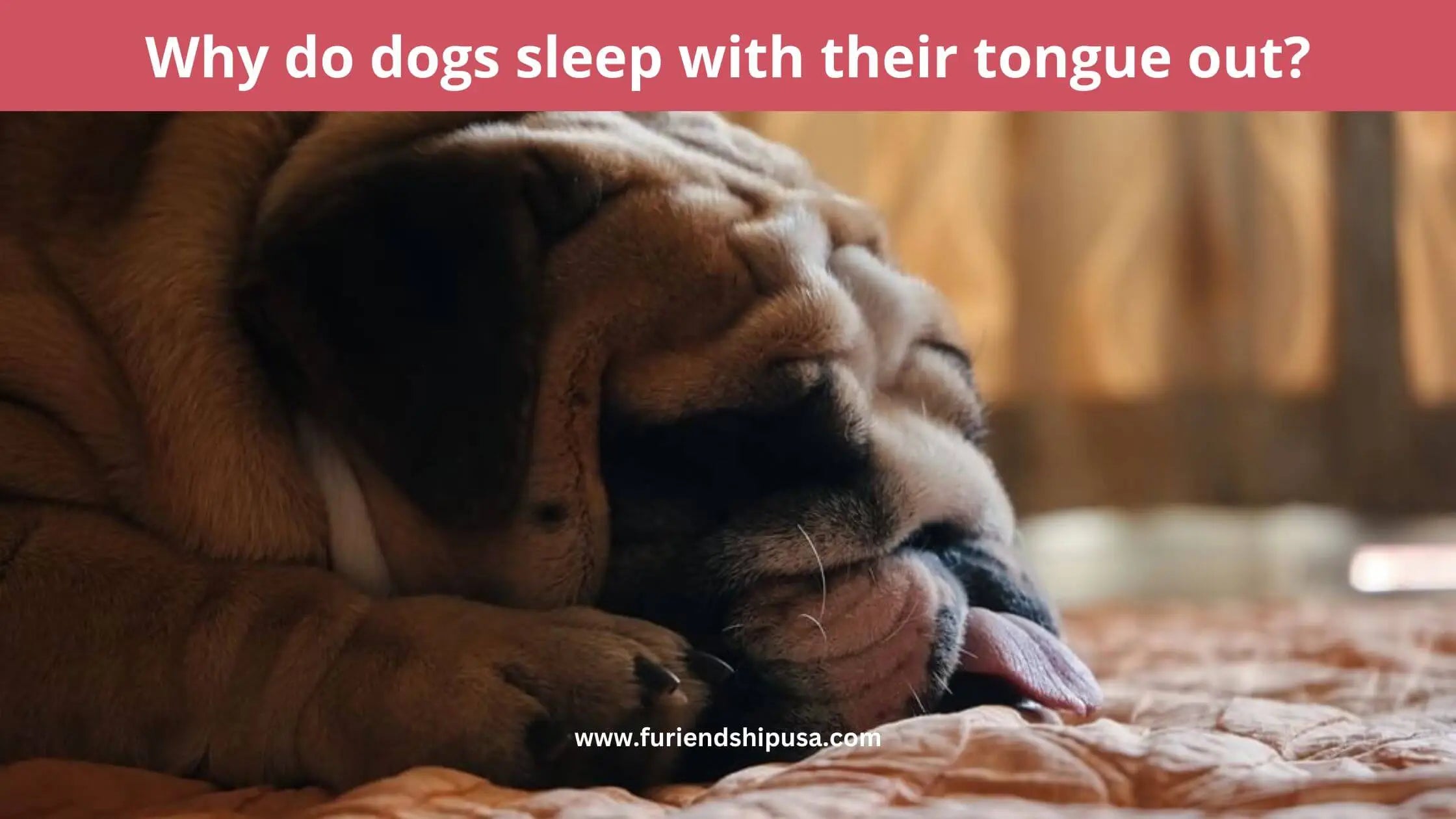 5 Reasons Why Your Dog Sleeps with His Tongue Out Furiendship