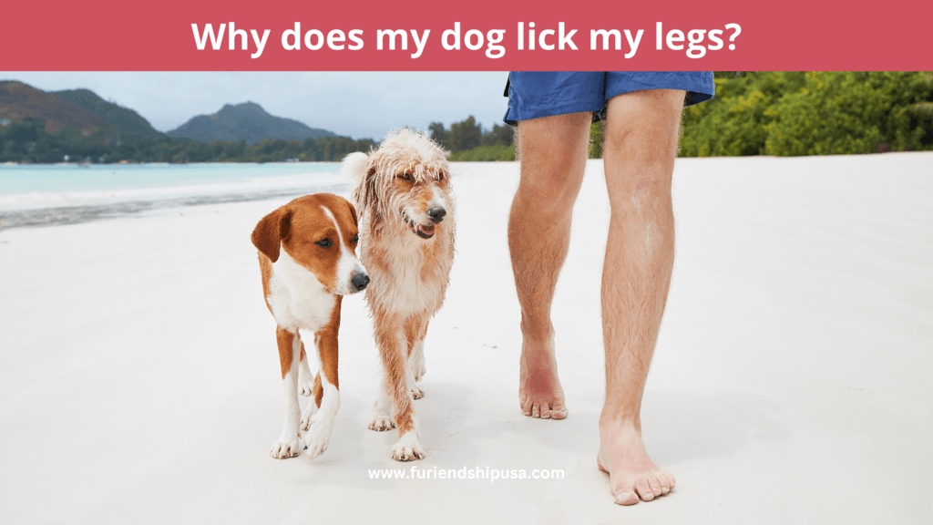 Why Does My Dog Like to Lick My Leg? Furiendship